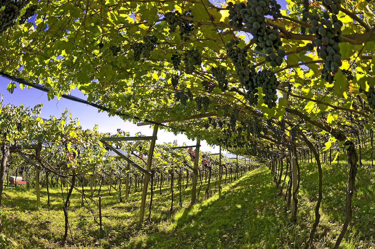 Weingut Garni Popphof