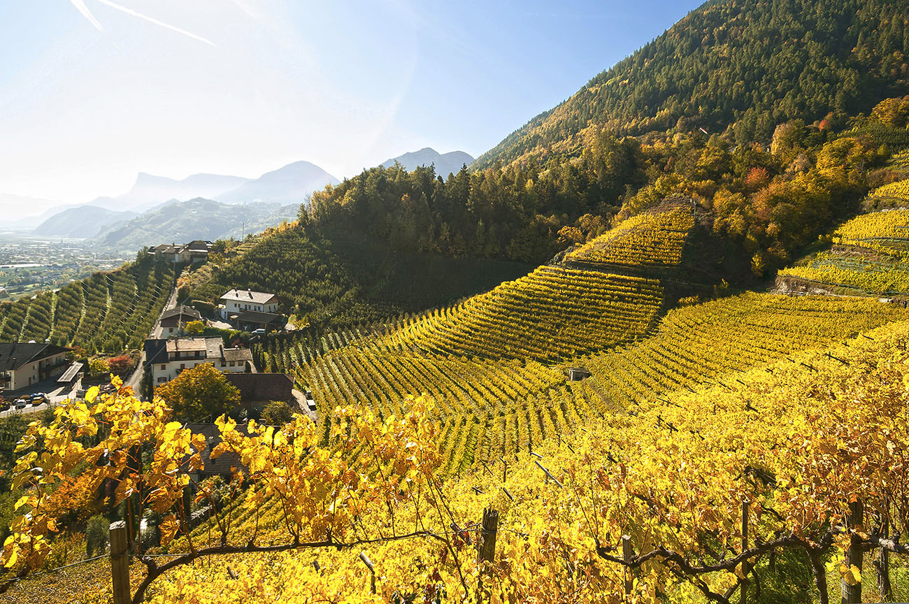 Weingut Oberstein